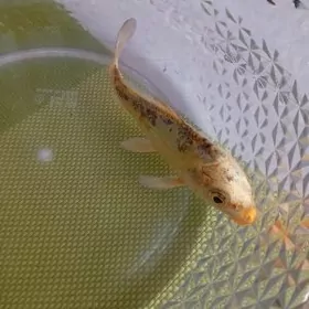 рыбка японская КОИ