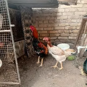 бойцовые куры