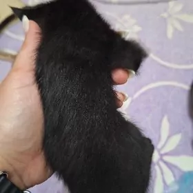 чёрные котята