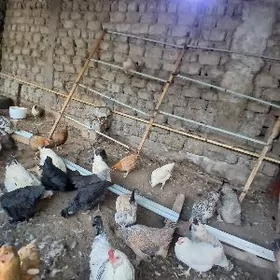 towuklar we horazlar