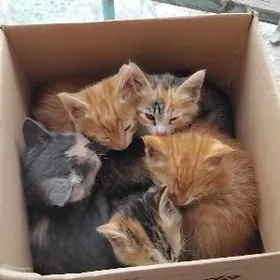 Отдам котят в добрые руки