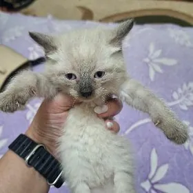 сиамские котята