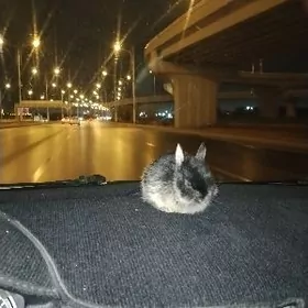 мини кролик