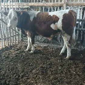 сементал окуз