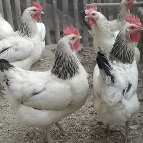 Adler Parod Towuk Horaz.