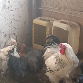 gigant we brama ýumurtgalary