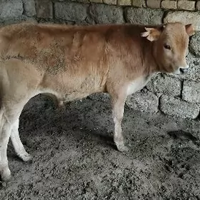 ȘWES OKŪZ ARASSA TOHIM MAL