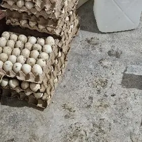 Ÿaşyl-baş ördek ÿumurtga