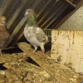 guşlar gowy sagdyn guslar