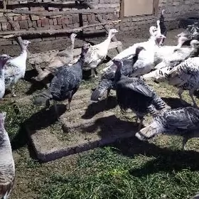 Индюк Юмуртга!!!