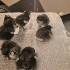 Brama jüje original