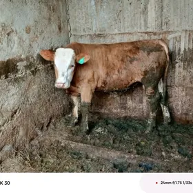 semntal kelek öküz