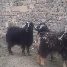 Erkeçler we gysyr geçiler