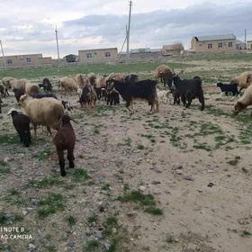 гузылы гойун