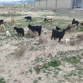 овлаклы гечи