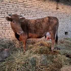 саглык сыгыр