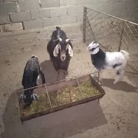 Ekiz awlakly geci yagdayy gawy