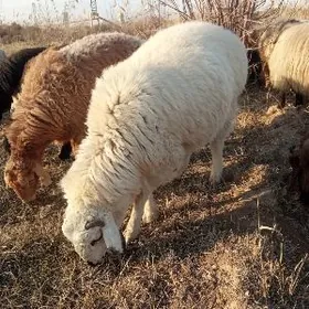 Satlyk Goch Tohumlyk