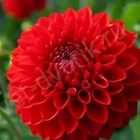 Georgina, георгина, картошка