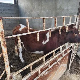 Tuwe swed tohum 1.5 yas