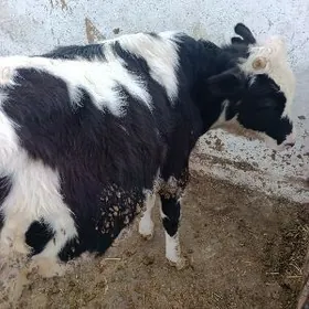 ganysteyin öküzçe