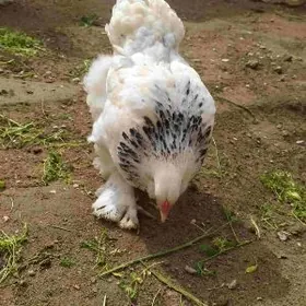 Paroda towuk yumurtga 