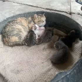 пишик машгаласы 5 чагалы пишик