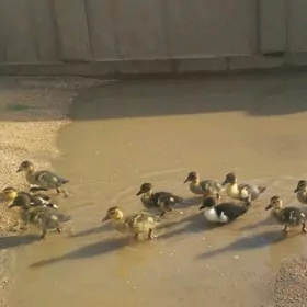 Indoutka juyjeler 10 sany