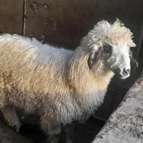 berre bakylan  işsek