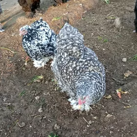 Kohin Brama yumurtga