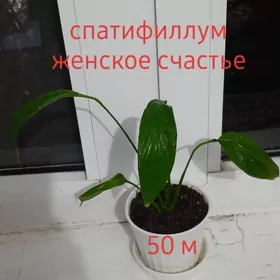 комнатные растения