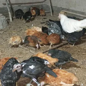 satlyk towuk juyjeler