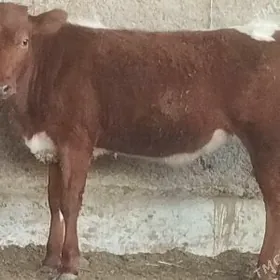 Arginal siwes tüweler