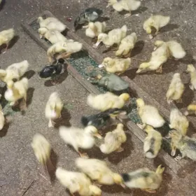 satlyk ordek juyjeler