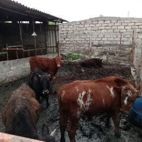 öküz sygyr tuwe 7bas