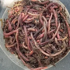 Балык тутулян гурт