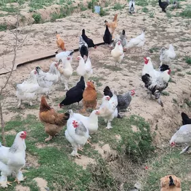 Brama towuk yumurtgasy