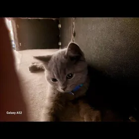 Шотландский котёнок