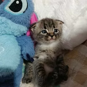 Веслоухий шатландец