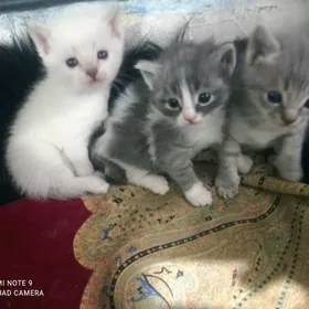 Şatlandýa Tohum Paroda Pişik