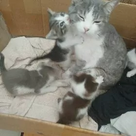 От лица котят (Самый умилитель