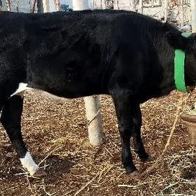 tuwe 2tarapy arassa gan