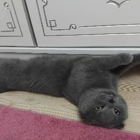 Шотландский вислоухий