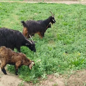 Owlakly Geçi 13 milÿon