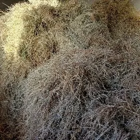 Desselenen ýorunja bedesi