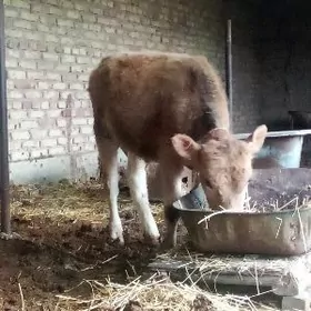 Tohum Öküzler 2 Sany 7 aýlyk