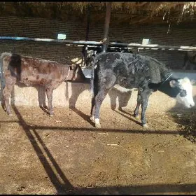 Arassa corny pyosdra goleler