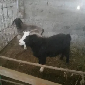 Geçi ýitdi  Ahal oba