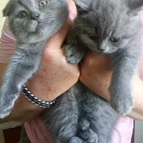 британские девочки