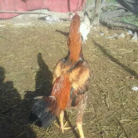 Байес  хораз